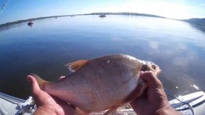 Ловля леща на подпуск в августе. Пенопласт в деле. Великий Враг.р.Волга 2022г