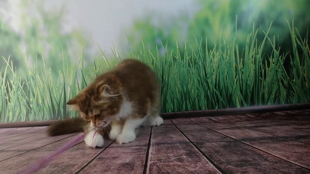 ПРОДАНА. Шотландские котята из домашнего питомника смотреть онлайн