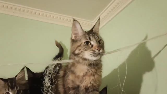 Мейн кун мальчики 2 месяца смотреть онлайн