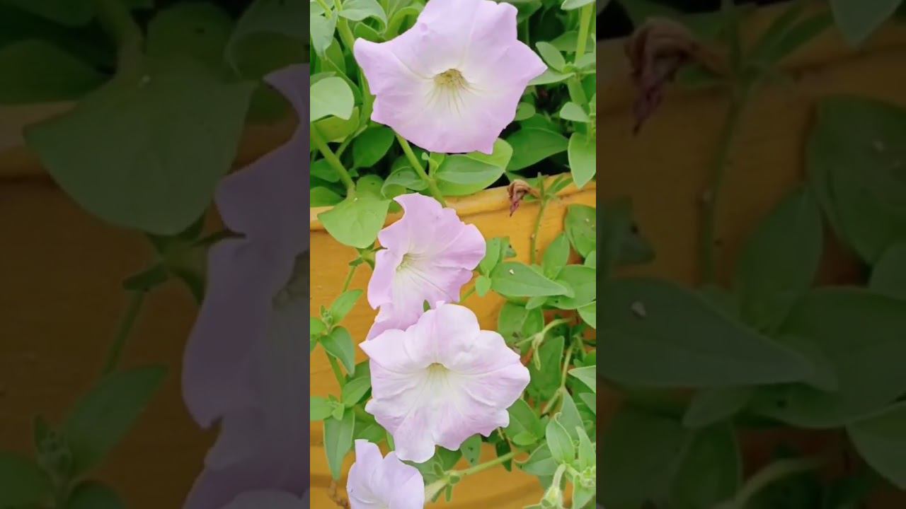 цветы в моём саду ☺️ смотреть онлайн