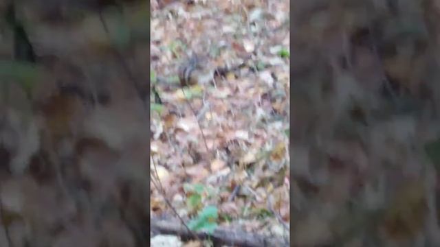 Встретил в лесу бурундука?️ смотреть онлайн