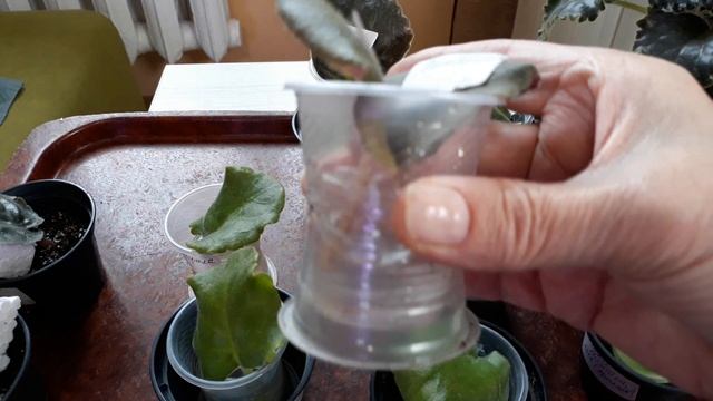 Я не хотела!, соседка соблазнила? Как дадут деток старые листья? Какие сорта ко мне пришли? смотреть онлайн