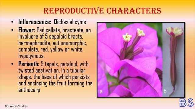 NYCTAGINACEAE FAMILY | Dr. Varsha Khude | Botanical Studies смотреть онлайн