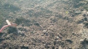 7 июля   посадка редьки зеленой