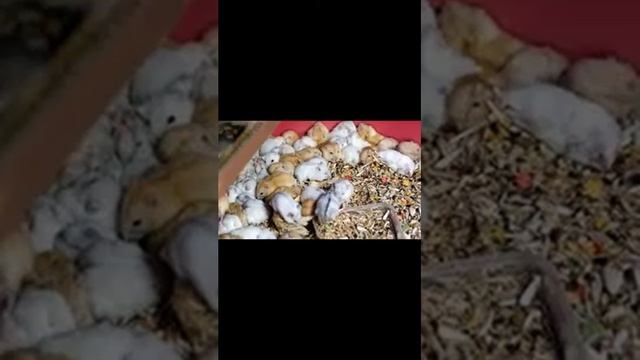 ХОМЯКИ и их потомство. История Жизни хомяков! смотреть онлайн