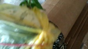 Гортензии от Галины Гуськовой, супер гортензии.