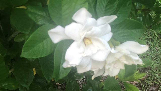 GARDENIA IN MOONLIGHT смотреть онлайн