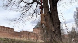 Мертвая хватка | Питбуль Кими