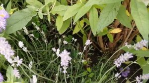 Мелколепестник или эретерон неприхотливый многолетник.