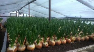 Выгонка зеленого лука на перо