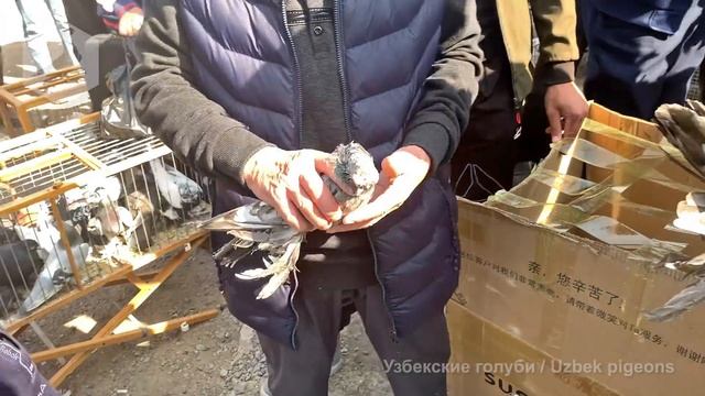 Птичий рынок г. Ташкент - ГОЛУБИ (16.10.2021) / Uzbek Pigeons / Usbekische tauben смотреть онлайн