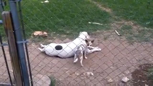 Dogo vs chihuahuas смотреть онлайн