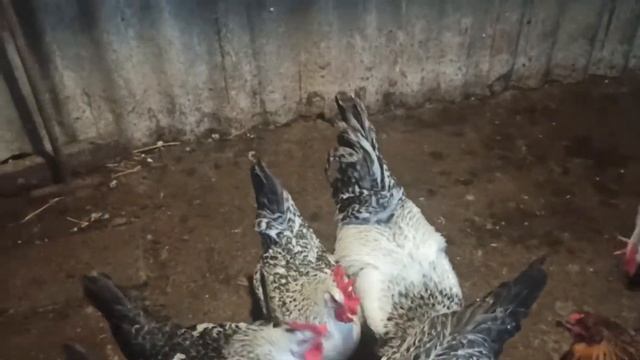 Борковские куры. Вечерний сбор яиц и кормление. смотреть онлайн