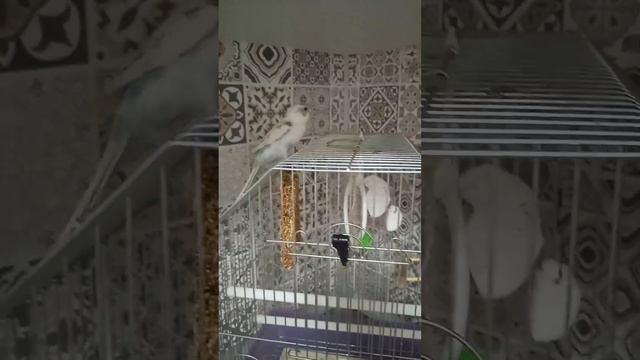завели кукушку - болтушку смотреть онлайн