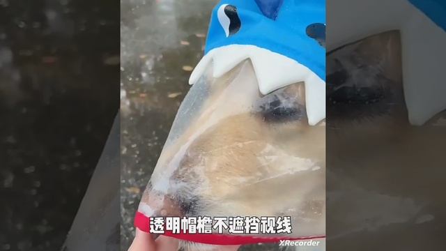 дождевик для собак смотреть онлайн