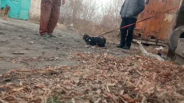 Охрана вещи. Раздел ЗКС. смотреть онлайн