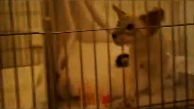 Tabby-point Siamese kittens at the cat show. смотреть онлайн