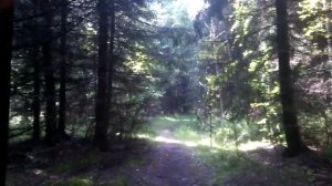 Сбор грибов, Конаковский Мох
