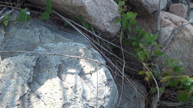 86 Камень кварц волосатик и желтое золото смотреть онлайн