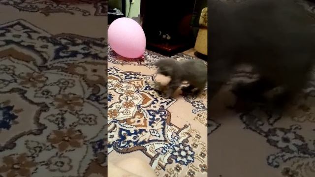 Игра "Кошки Мышки" смотреть онлайн