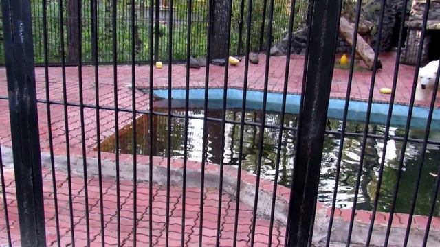 Ростик 30.08.17.Новосибирский зоопарк им. Р.А.Шило смотреть онлайн