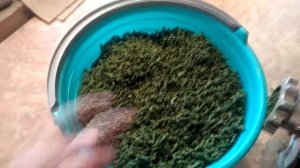 Заготовка Иван-чая. Завяливание, ферментация, сушка.