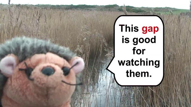 Bearded Tit Watch (Wildlife Watching Series 2, Episode 1) смотреть онлайн