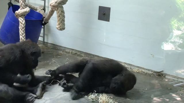 Chimpanzees Having Fun Together смотреть онлайн