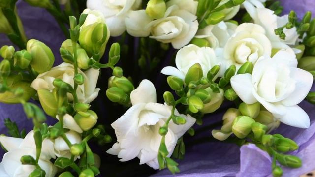 Букет из 25 белых фрезий смотреть онлайн
