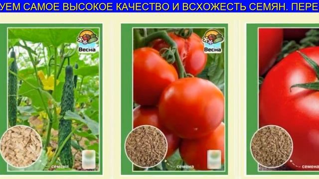 Выбираем Урожайные Сорта Свеклы смотреть онлайн