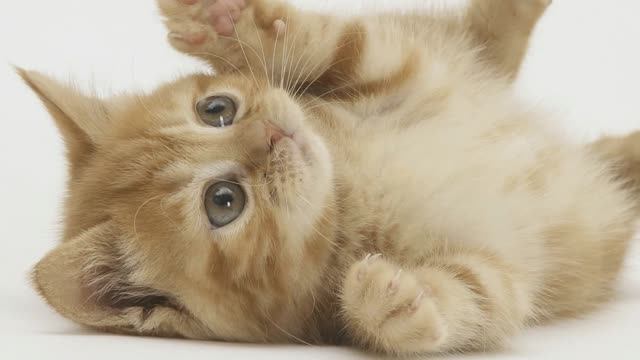 Домашние животные | Развивающий ролик для детей о домашних животных | Слайд-шоу (HD) смотреть онлайн