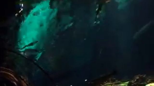 SeaWorld Orlando — океанариум в Орландо, штат Флорида, США смотреть онлайн