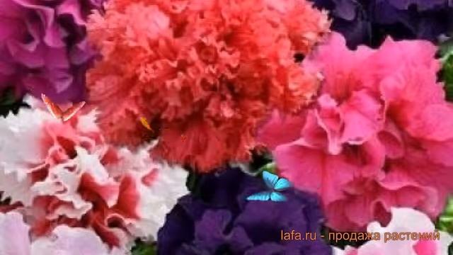 Петуния махровая Глориас микс (glorias miks) ? обзор: как сажать, семена петунии Глориас микс смотреть онлайн