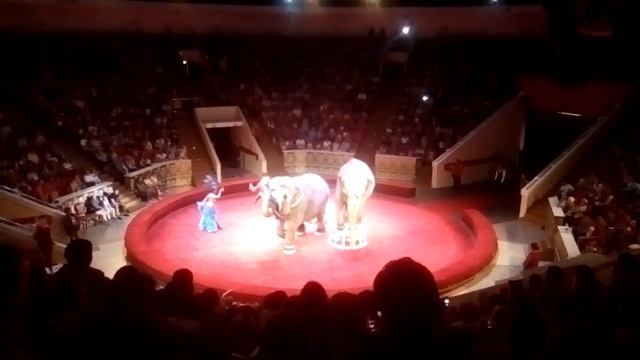 Цирк в Омске, танцующие слоны посмотрите описание? смотреть онлайн