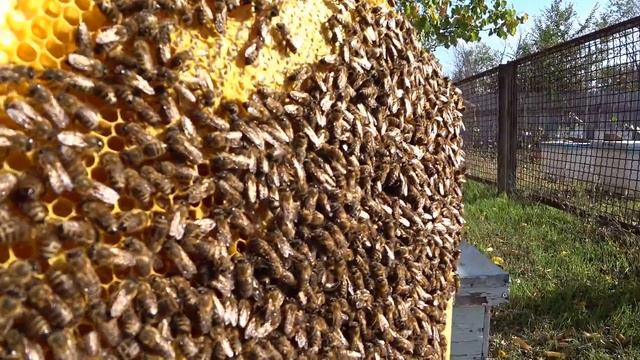 Осторожно, клещ Varroa! Дым-пушка или пролив? Бипин или кислоты? Температура при обработках. смотреть онлайн