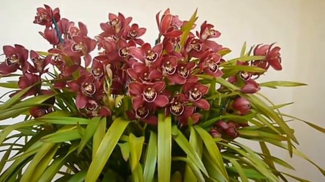Цимбидиум (Cymbidium) цветение!!!