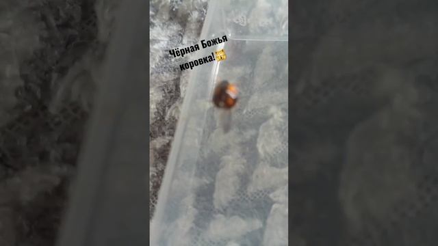 чёрная Божья коровка! ? смотреть онлайн