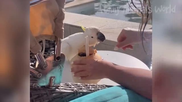 Смешные моменты с котами и собаками 2023 | Лучшие приколы с домашними питомцами №35 смотреть онлайн