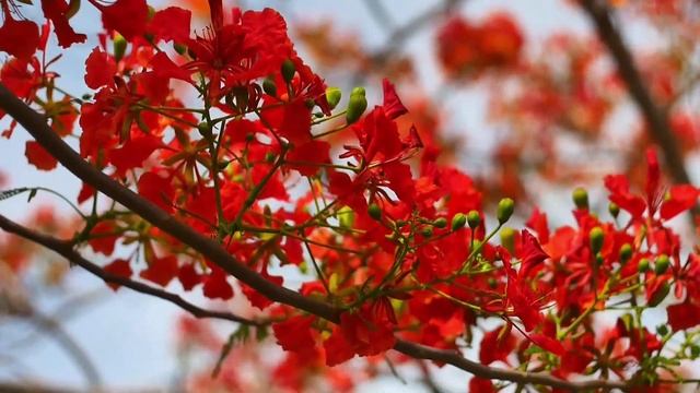 Отличная музыка для души! Сборник красивых песен Сергей Грищук! Расслабляющая, мелодичная музыка... смотреть онлайн