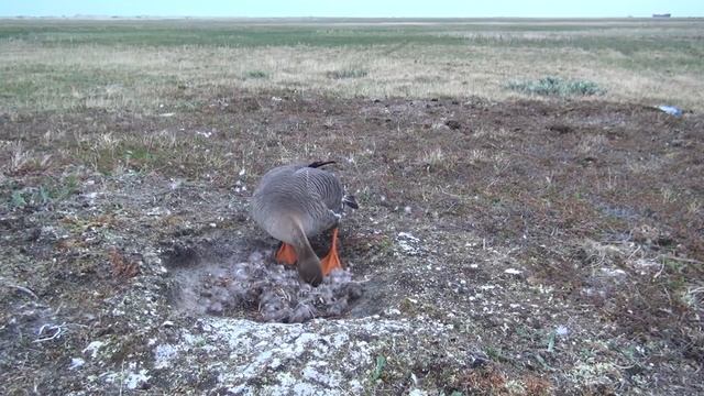 Один день из жизни гуся гуменника, фотоохота в Арктике смотреть онлайн