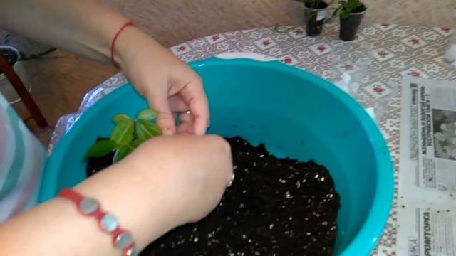 Осенняя пересадка комнатных растений // Хойи и другие ... смотреть онлайн