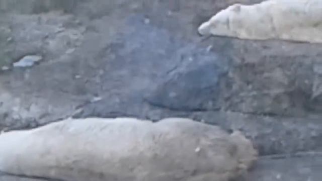 Белые медведи смотреть онлайн