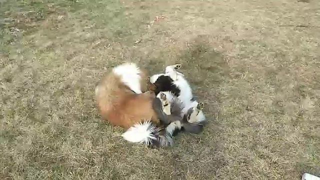 Собачьи забавы смотреть онлайн