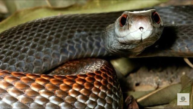 Факты о тайпане маккоя (ОН МАШИНА СМЕРТИ) смотреть онлайн