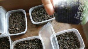 Бархатцы тонколистные из своих семян, всходы