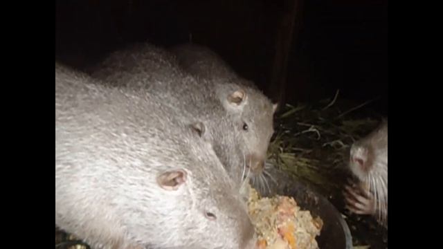 Нутрия Стоит или нет смотреть онлайн