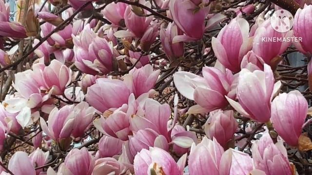 Лена Хеппи.Не одинокая,не болеющая и не старая женщина за Родни замуж пока не хочет.Да никто и не з смотреть онлайн