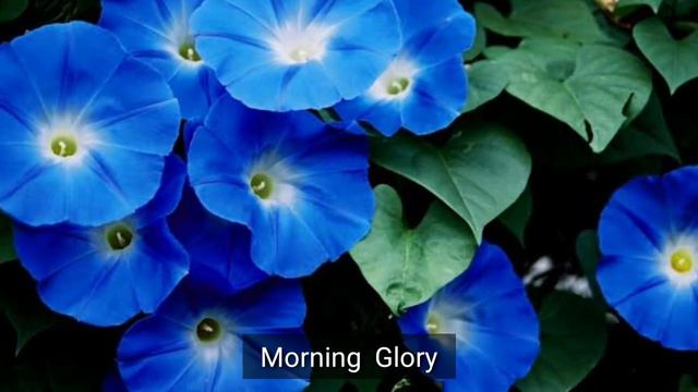 33 Beautiful Blue Flowers смотреть онлайн