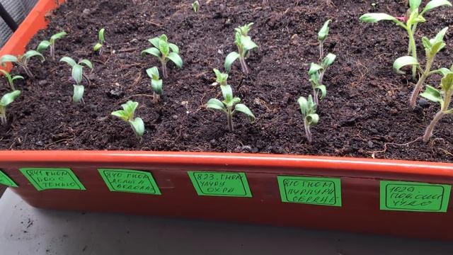 Гном Томатный. Обзор рассады 6-дневных Томатных Гномов. смотреть онлайн