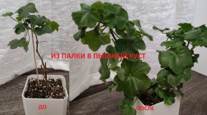 СРОЧНО ГЕРАНЬ (Пеларгония) ИЗ ПАЛКИ В ПЫШНЫЙ КУСТ за МЕСЯЦ, РАЗБУДИТЕ ГЕРАНЬ, Герань вмиг проснется